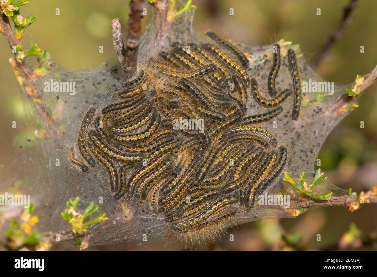 Western Tent Caterpillar (Malacosoma californicum), Deschutes National