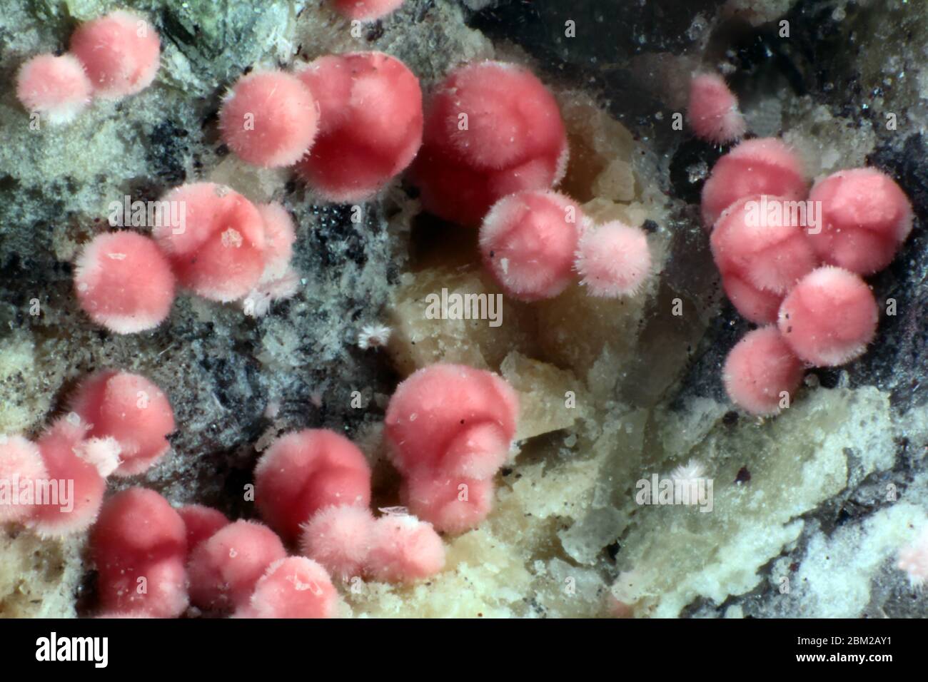 Erythrite - Wittichen, Schenkenzell, Rottweil, Freiburg Region, Baden-Württemberg, Germany Stock Photo
