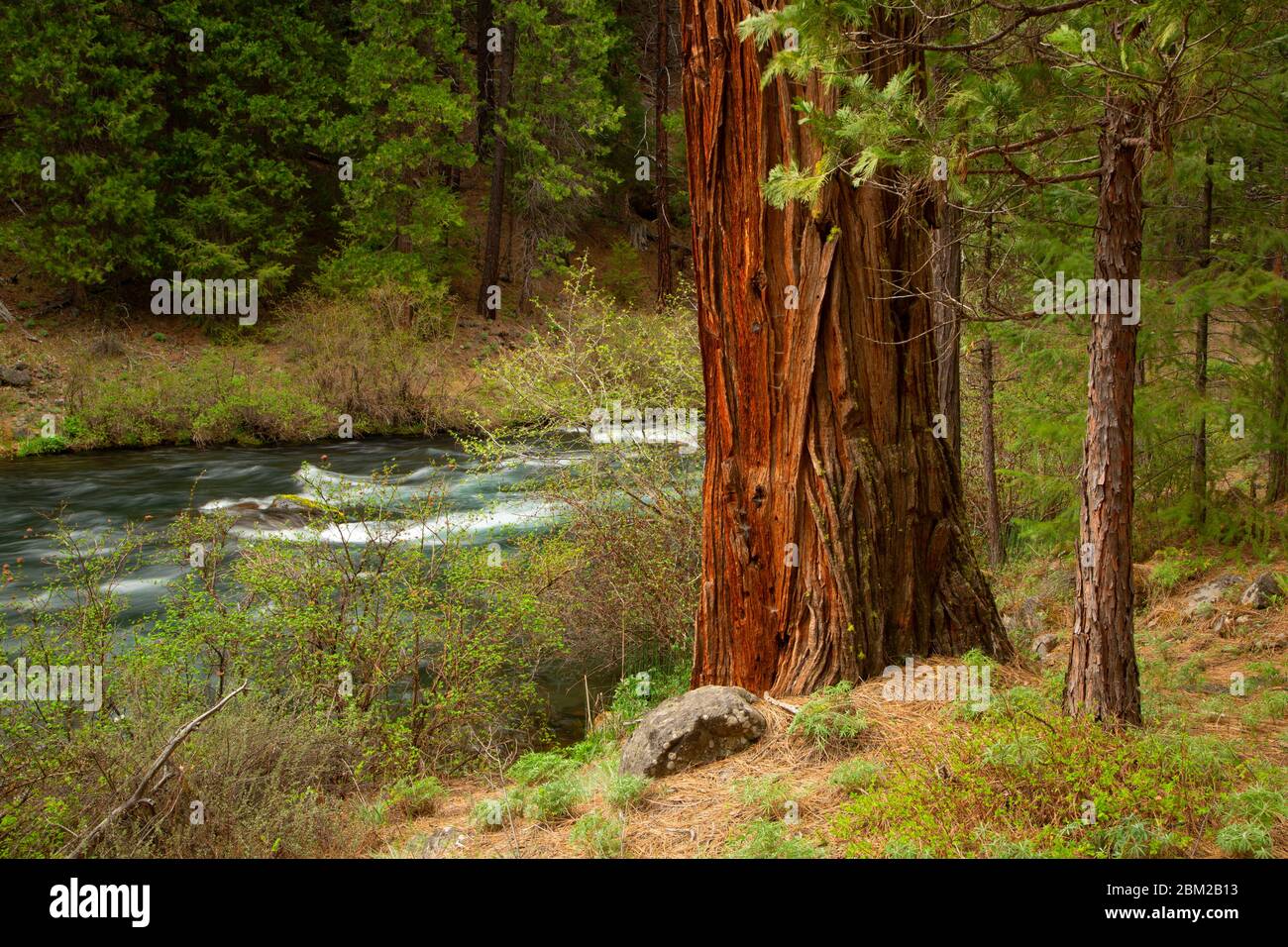 Incense cedar (Calocedrus decurrens) by Metolius Wild and Scenic River