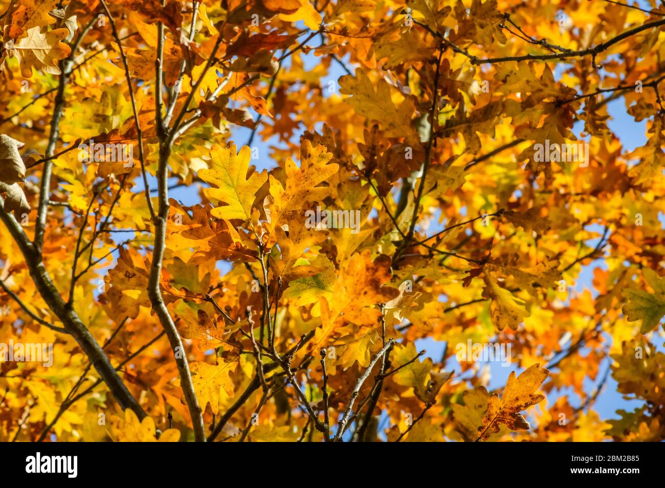 Sunlight through yellow and orange leaves of an oak tree in autumn ...
