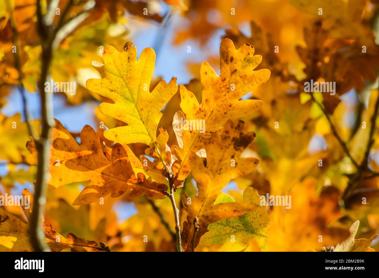 Sunlight through yellow and orange leaves of an oak tree in autumn ...
