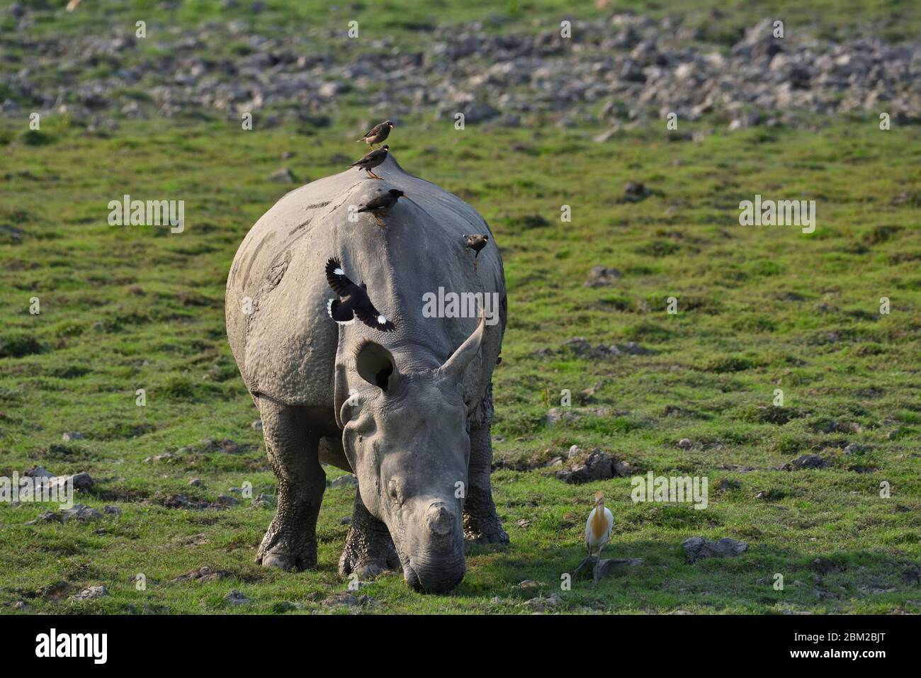 One horned rhinoceros Stock Photo