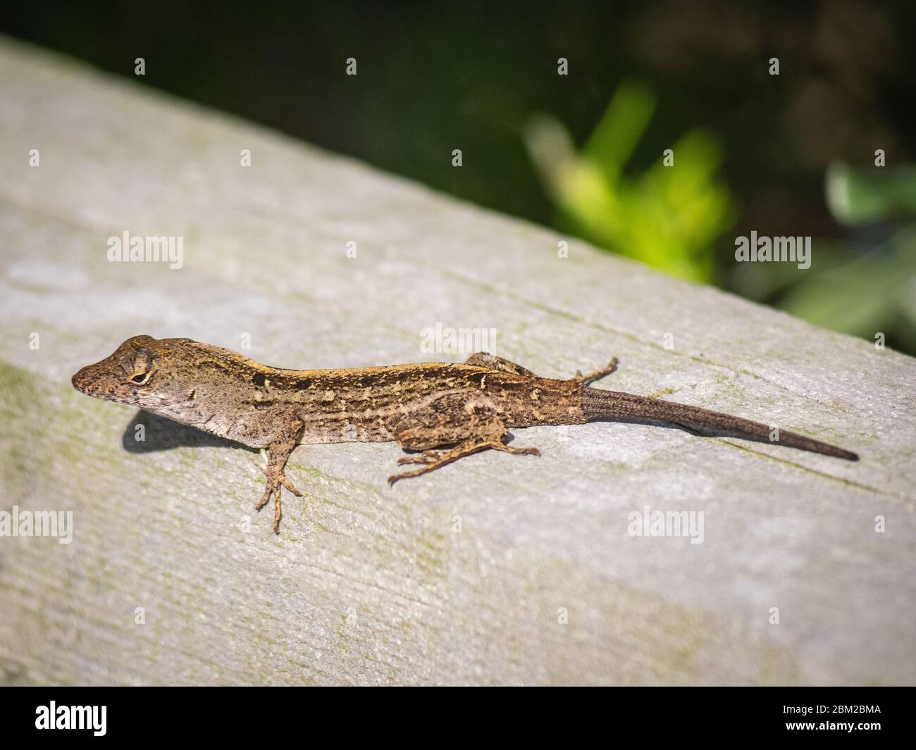 Animal in nature Stock Photo