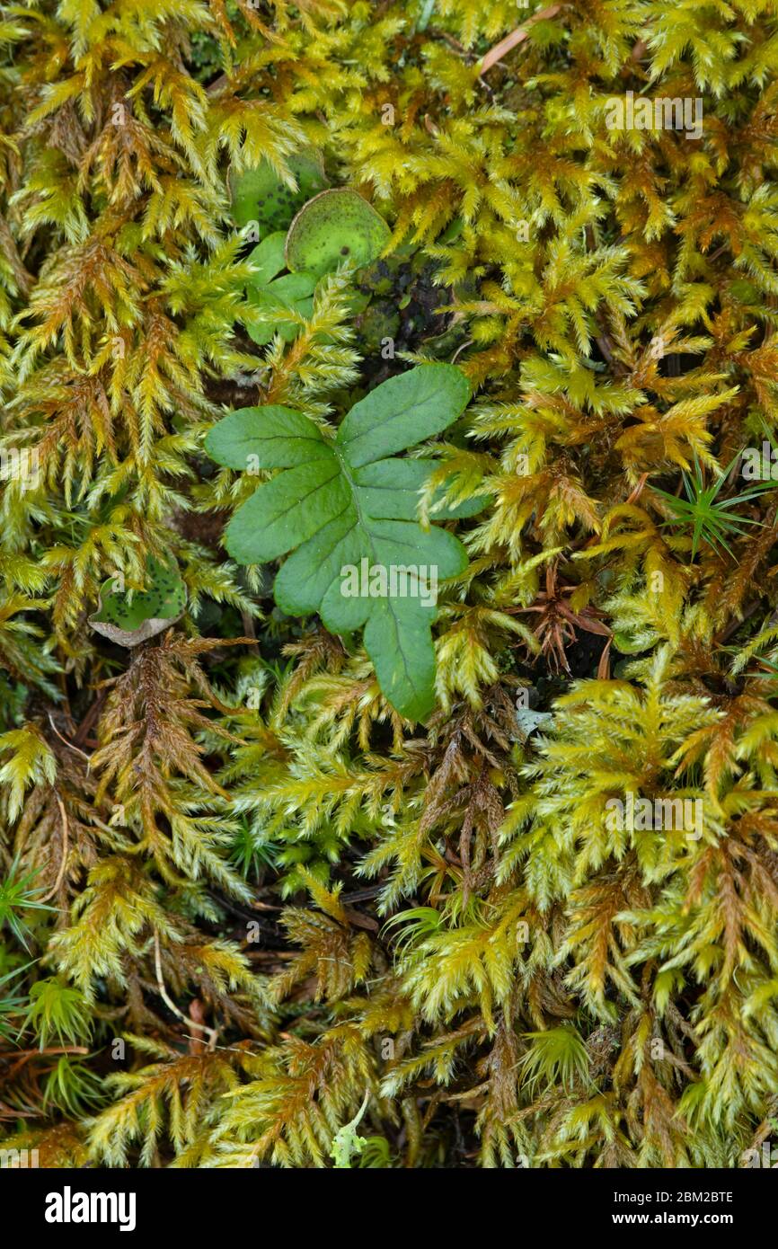 Licorice Fern High Resolution Stock Photography and Images Alamy