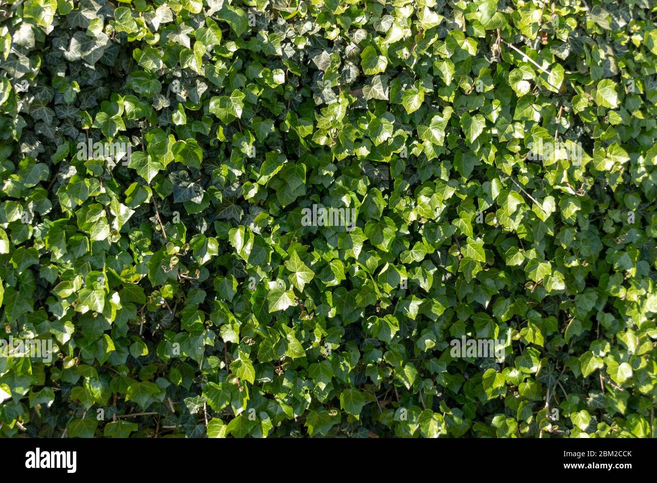 Ivy hedge hi-res stock photography and images - Alamy