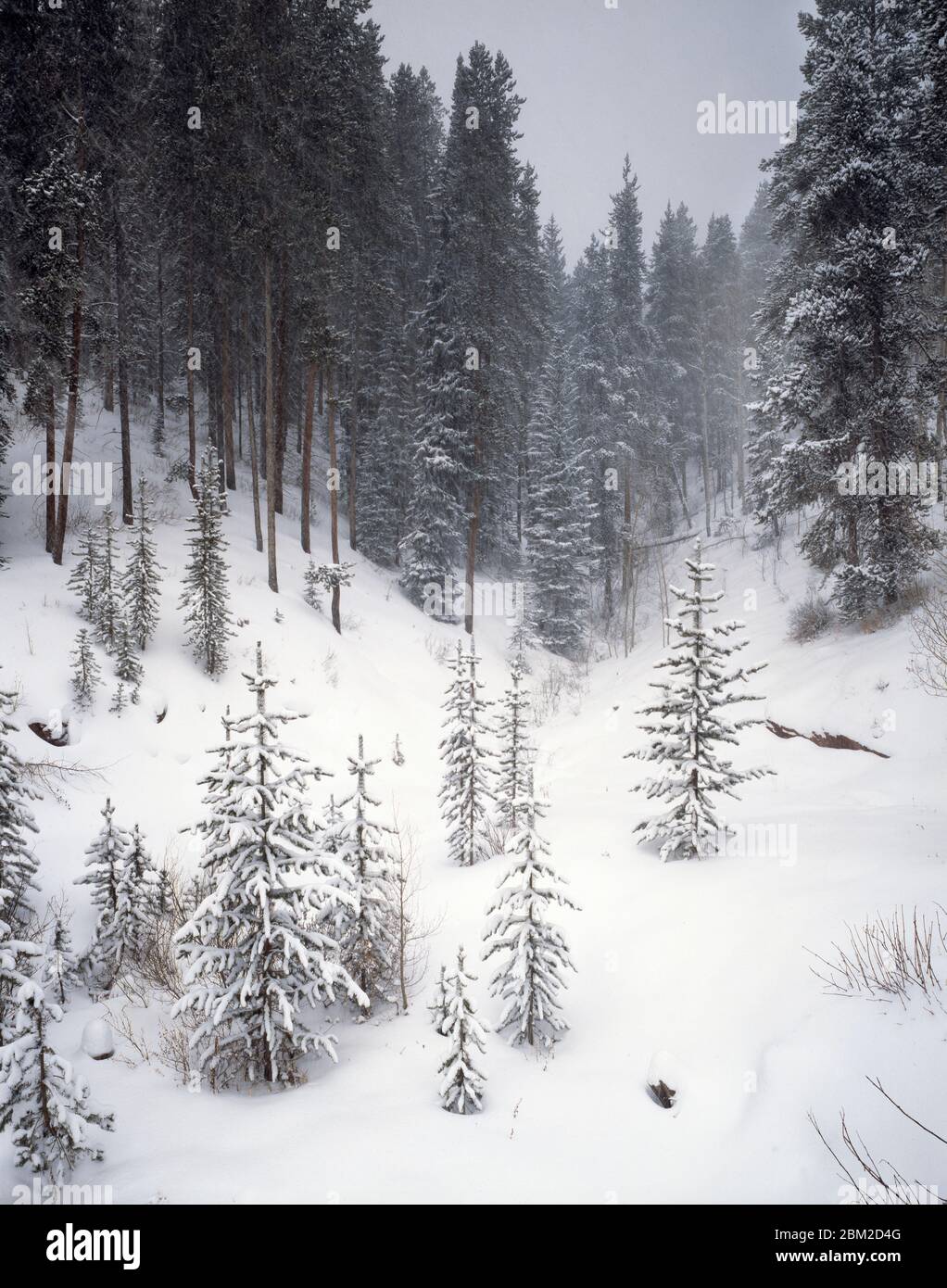 Landscape with evergreen forest in winter, Vail, Colorado, USA Stock Photo