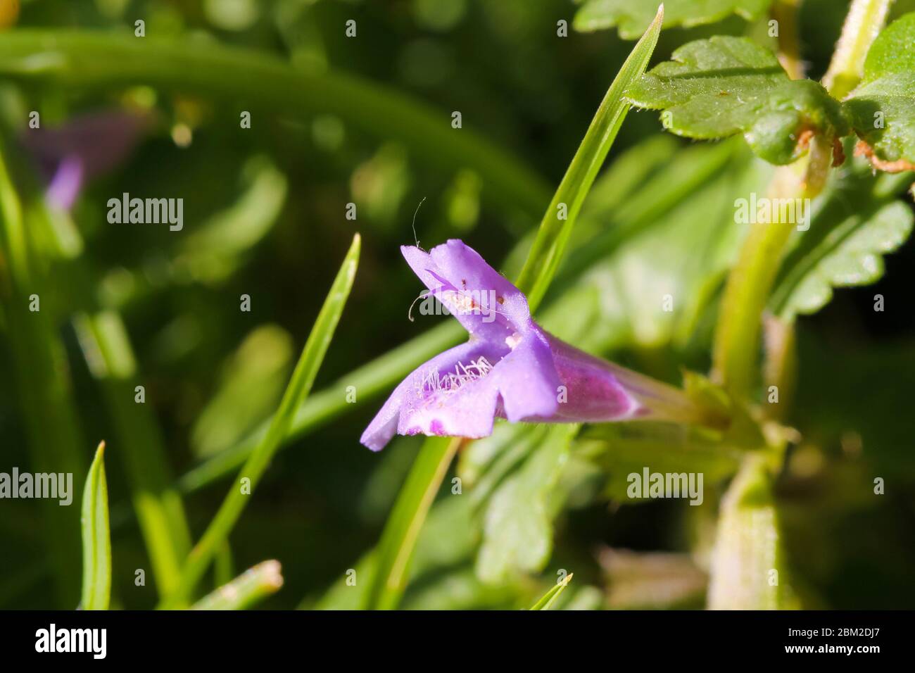 Macro close up of isolated pink purple blossom ground ivy (glechoma hederacea) in green meadow - Germany Stock Photo