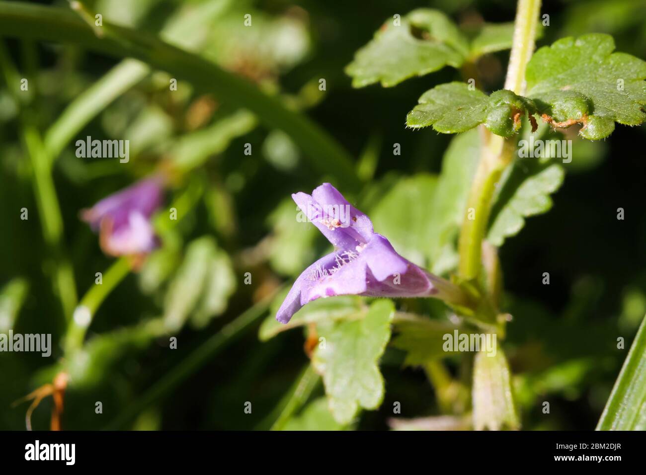 Macro close up of isolated pink purple blossom ground ivy (glechoma hederacea) in green meadow - Germany Stock Photo