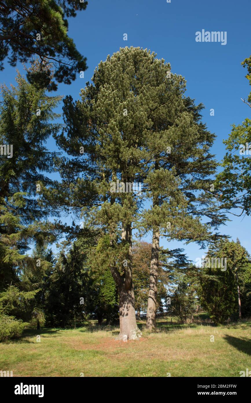Bosnian Pine Tree (Pinus heldreichii) in a Woodland Landscape in Rural West Sussex, England, UK Stock Photo