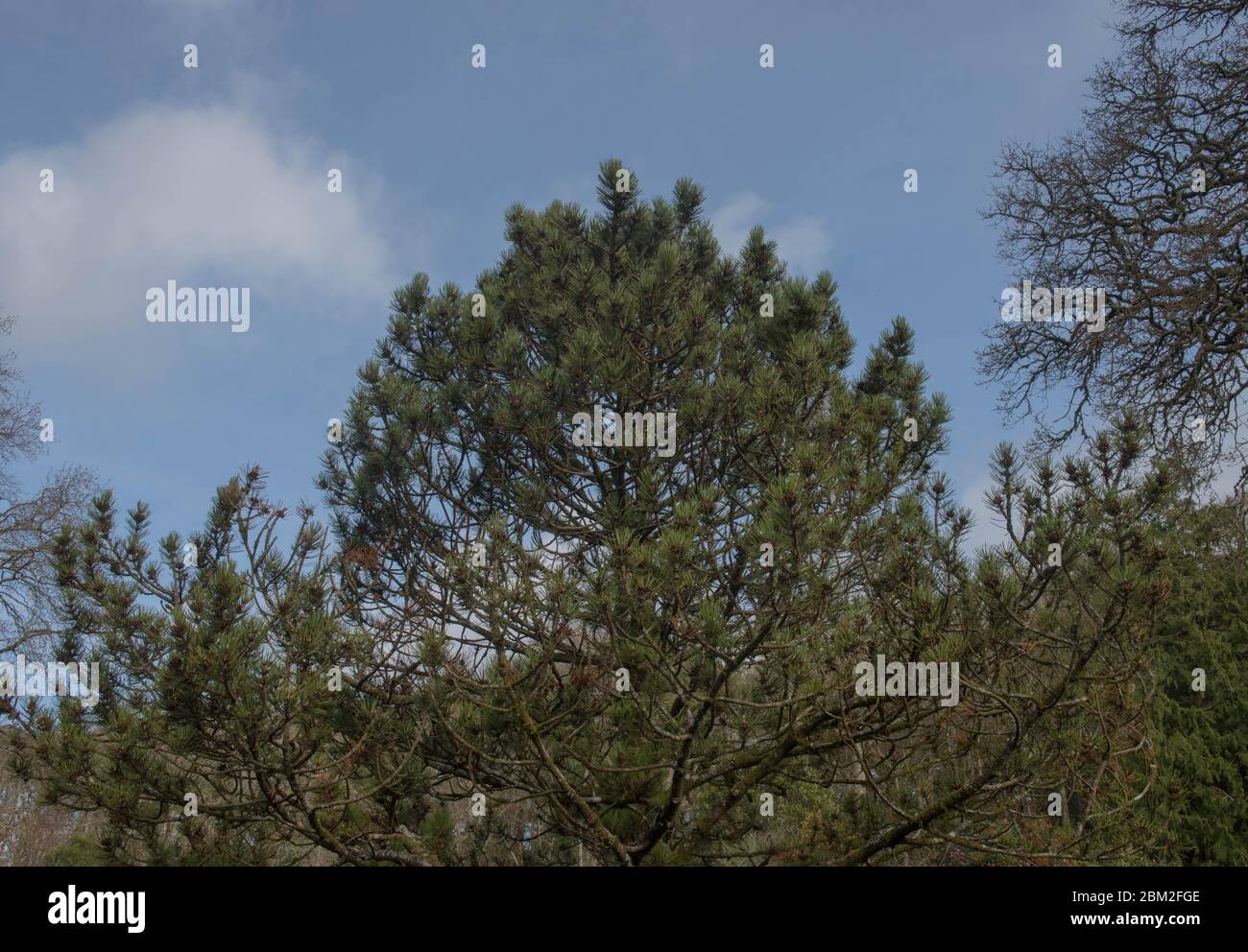 Winter Foliage of an Evergreen Bosnian Pine Tree (Pinus heldreichii var. leucodermis 'Compact Gem') in a Woodland Garden in Rural Devon, England, UK Stock Photo