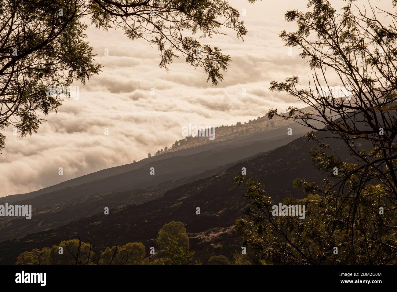 Scenic tree silhouette hi-res stock photography and images - Alamy
