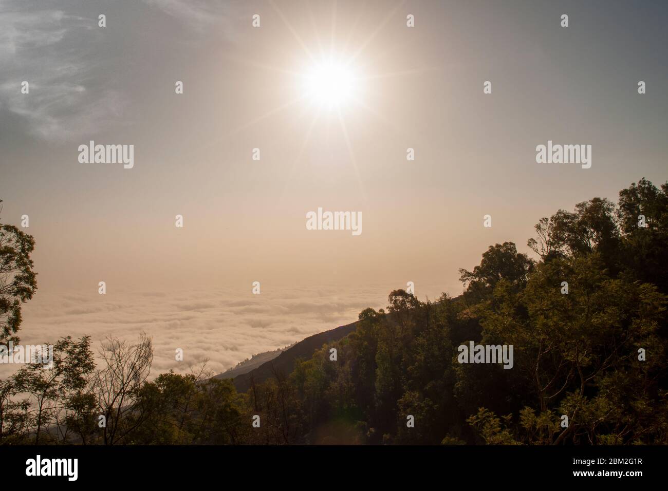 Scenic tree silhouette hi-res stock photography and images - Alamy