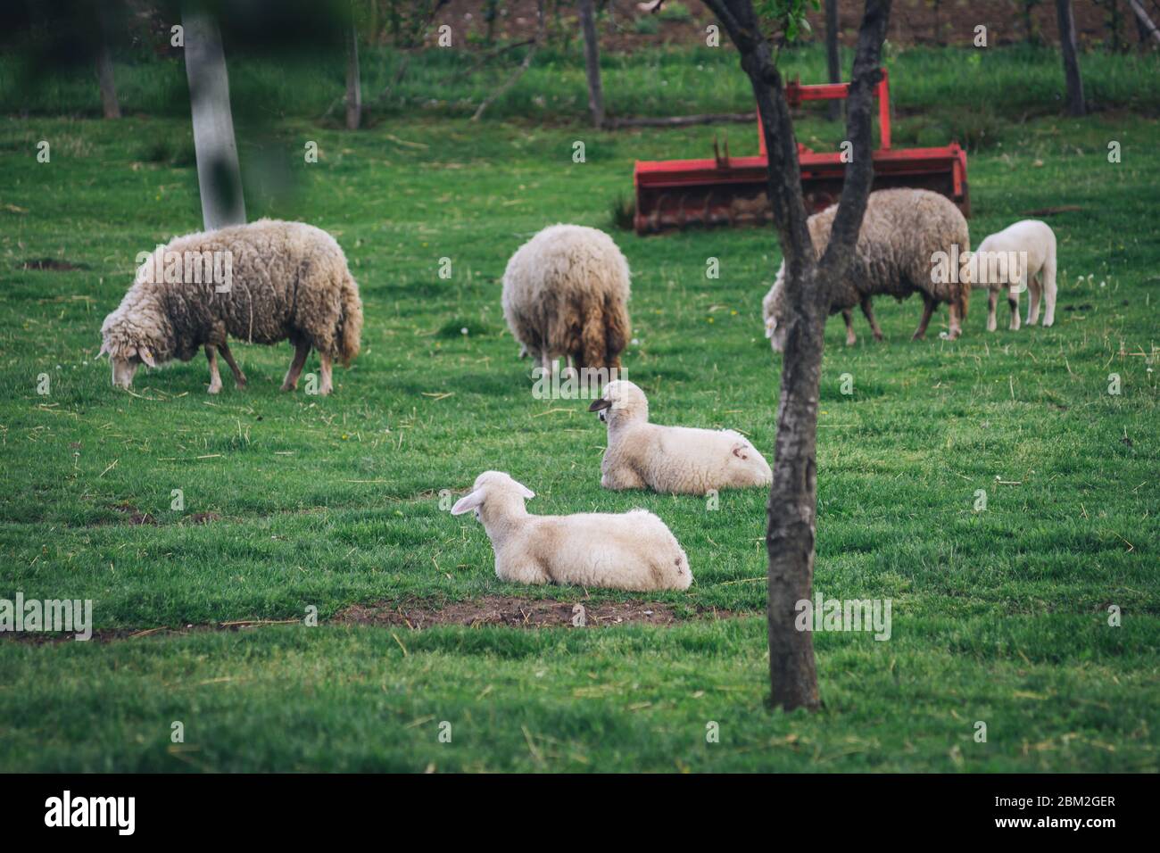 Herd of sheep on the farm Stock Photo