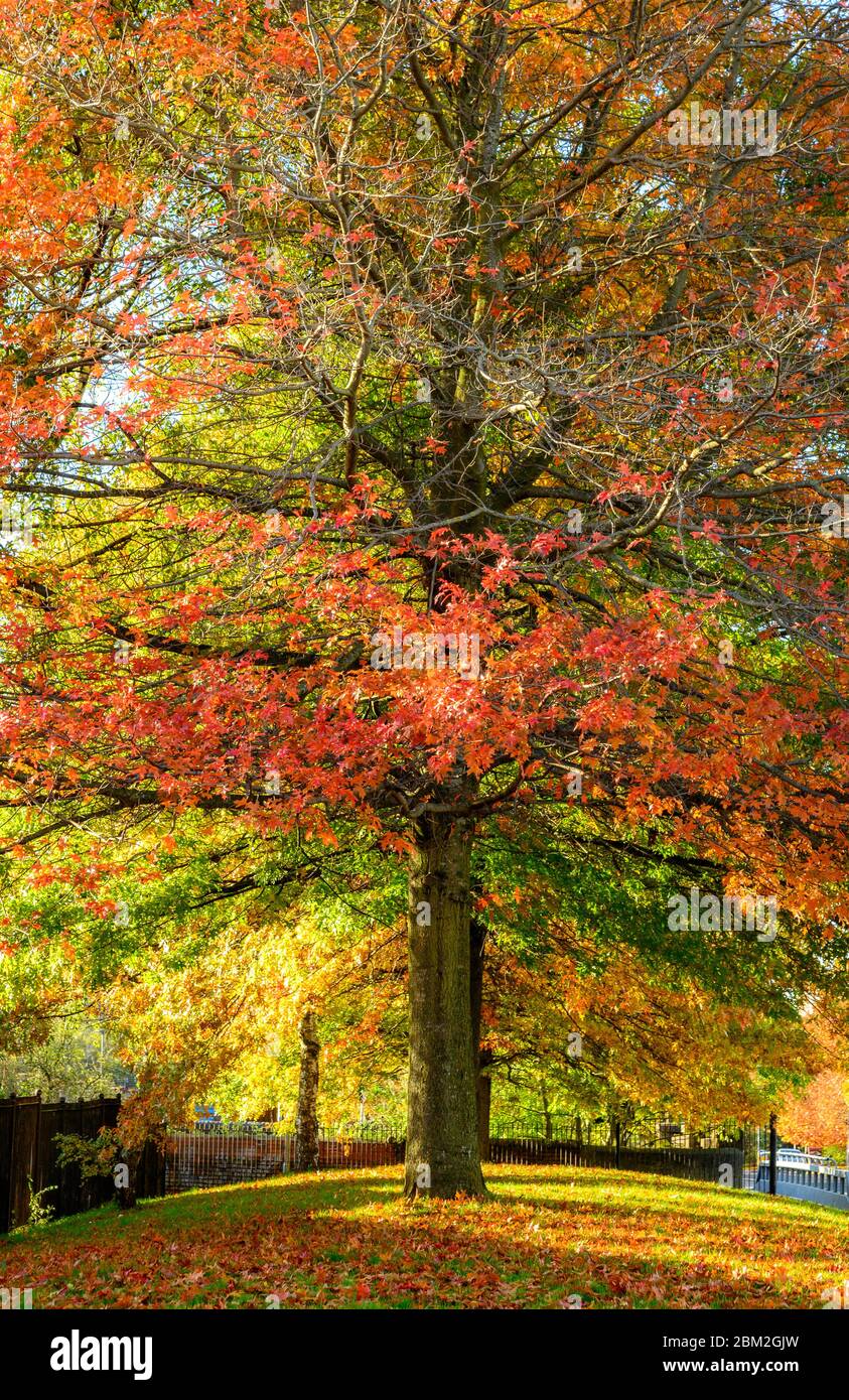Colourful Autumn tree in Manchester UK Stock Photo