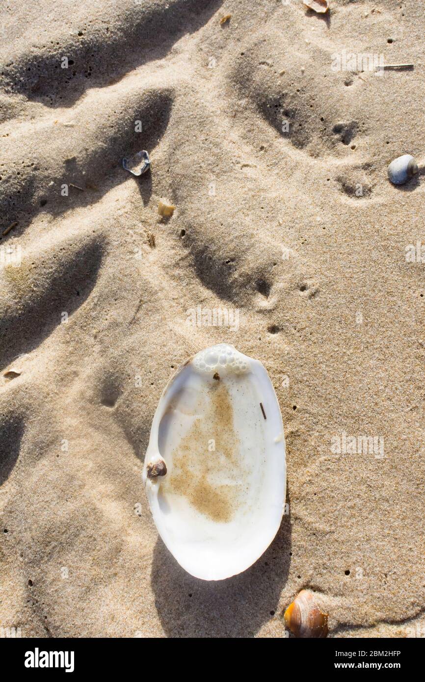 a mussel lies in the sand on the beach, next to a washed out lane of a car tire. The shell is white, filled with sand. The shell is tiny next to the t Stock Photo