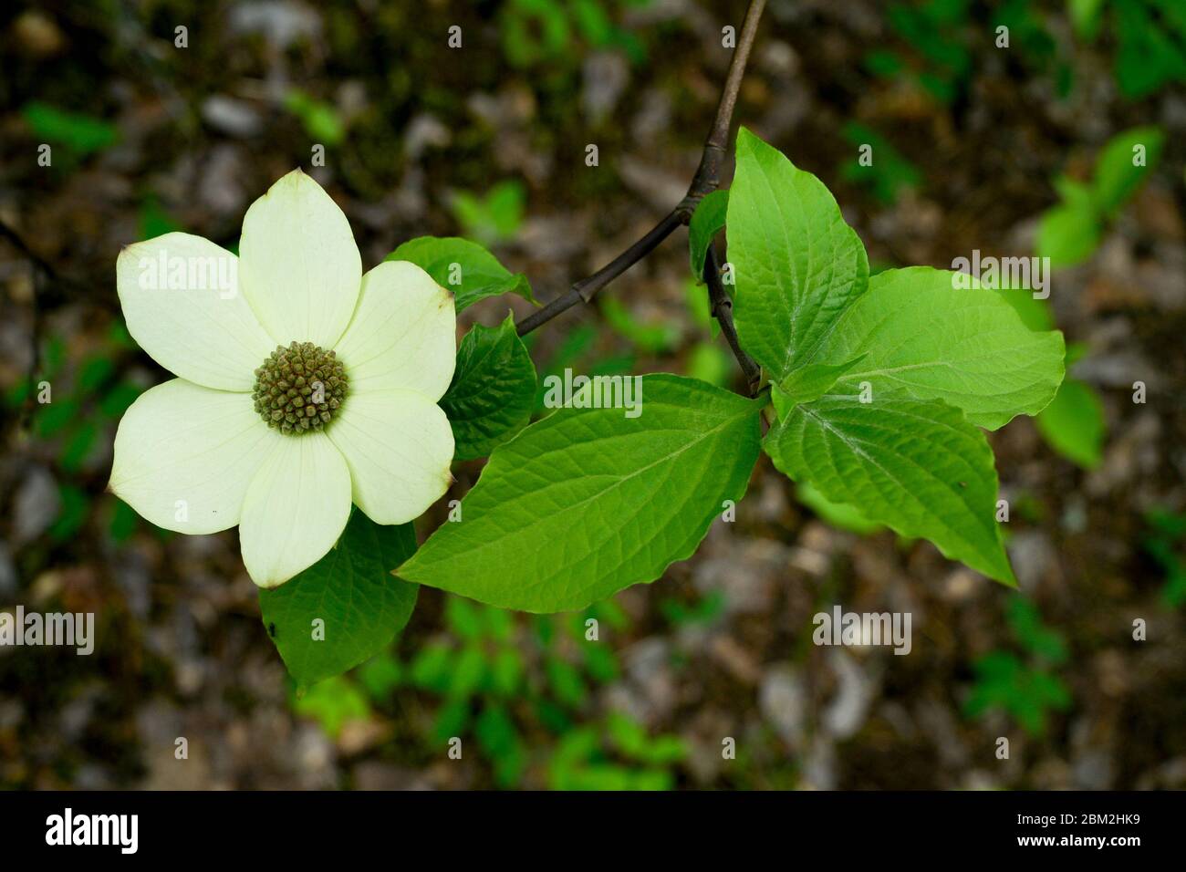 Cornus pacific dogwood flowers hires stock photography and images Alamy