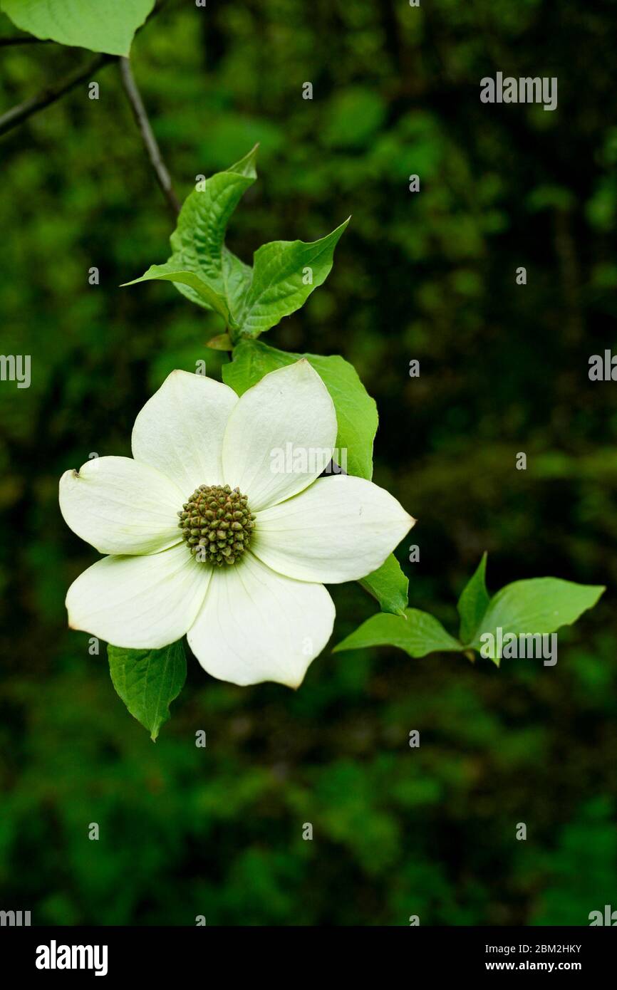 Pacific dogwood tree flowers, British Columbia, Canada Stock Photo Alamy