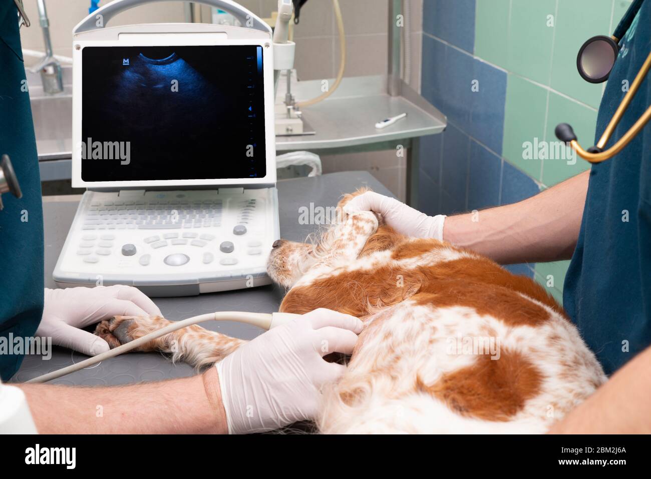ultrasound preparation of a dog in a vet clinic blue and gloves Stock Photo