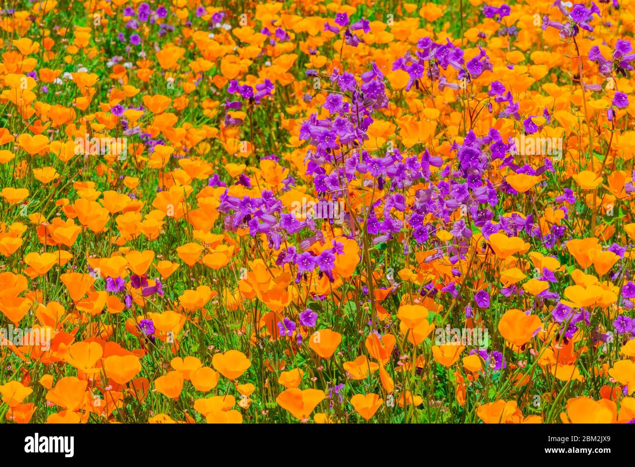 Showy Penstemon is mixed with California Poppies on the hillsides of Riverside County, in California. This is the super bloom after years of drought Stock Photo