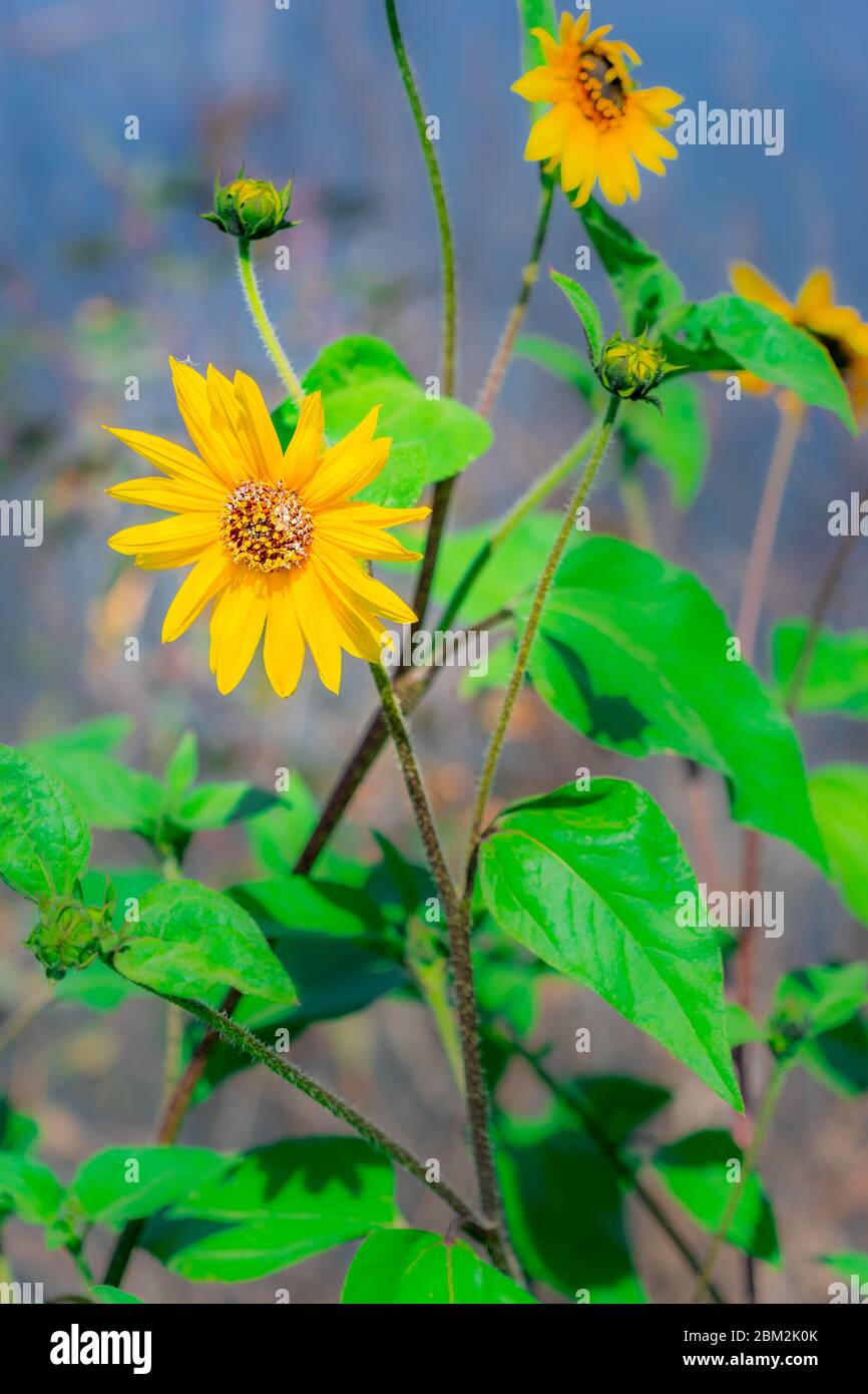 A Sunflower blooms next to a pond in Riverside County, California. The water gives a wonderful blue contrast to the brilliant yellow blossom. Stock Photo