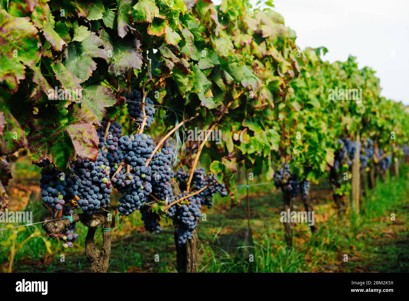 Nero Avola High Resolution Stock Photography and Images Alamy