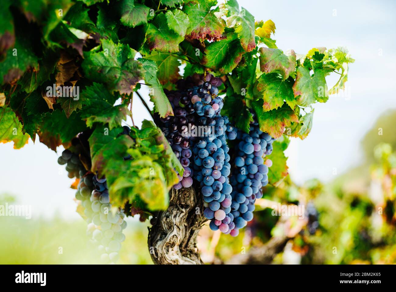 Nero Avola High Resolution Stock Photography and Images Alamy