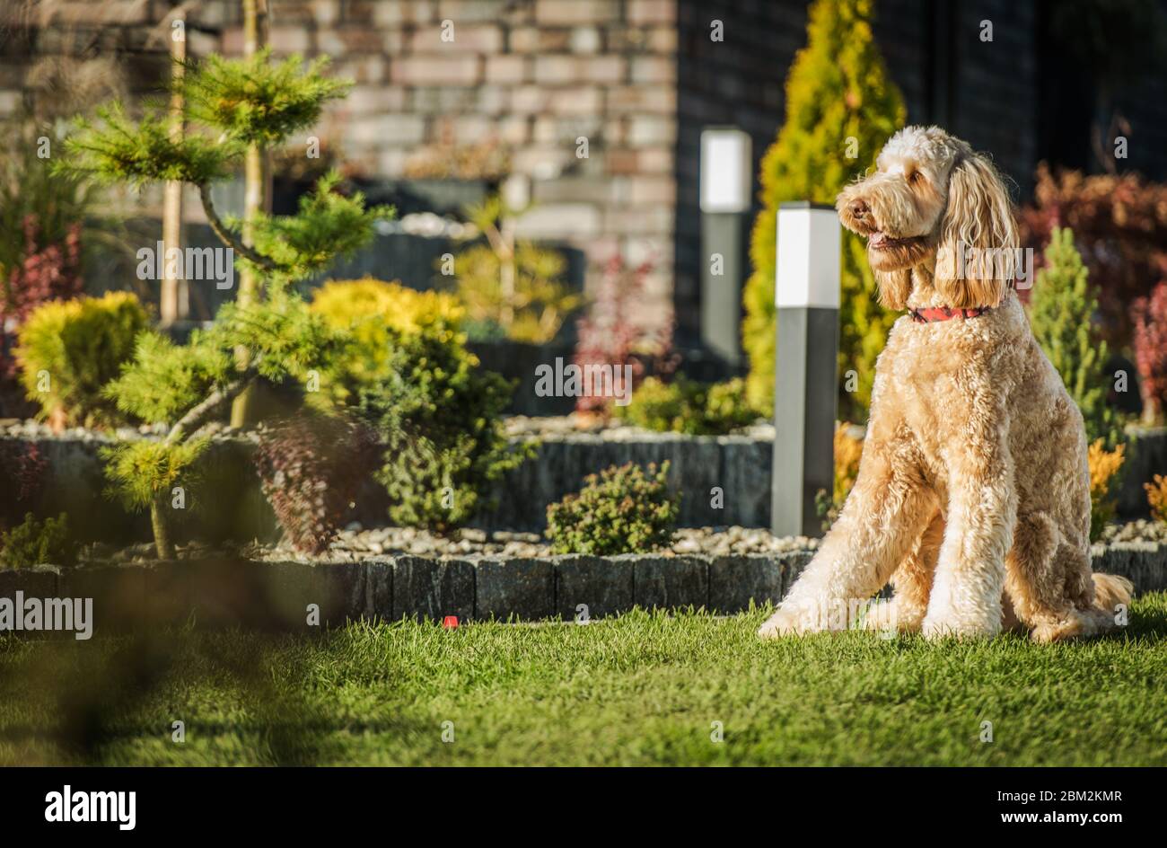 Tan Color Goldendoodle Dog Sitting Down In Backyard Area Of House And Attentively Looking Ahead. Stock Photo