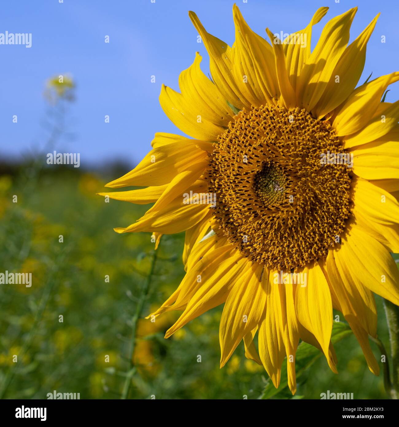 Sunflower (Helianthus annuus), close up of the flower head Stock Photo ...