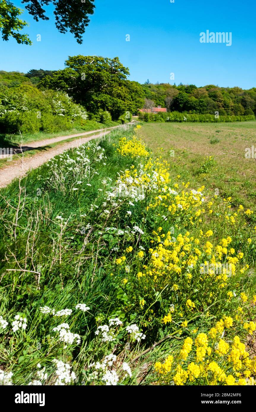 Flowers along the verge of a Norfolk country lane in spring. Stock Photo