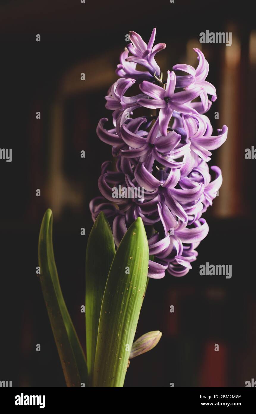 Purple Hyacinth flower in dramatic light in front of a bookshelf Stock Photo