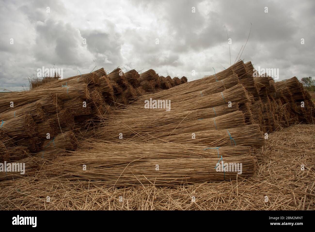 dry grass for roofs Stock Photo Alamy