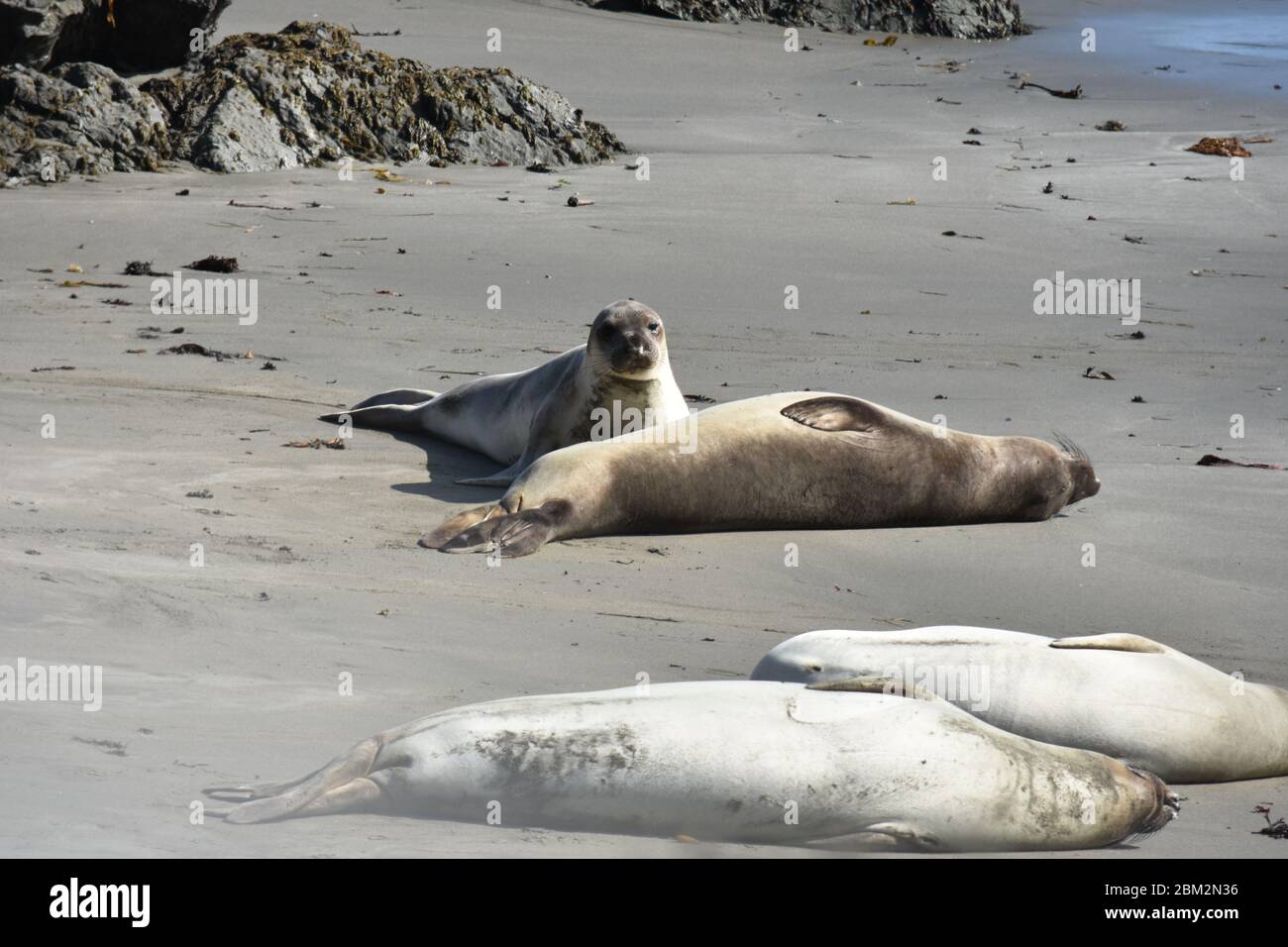 Elephant seals lounging on the beach on the central California coast in October Stock Photo