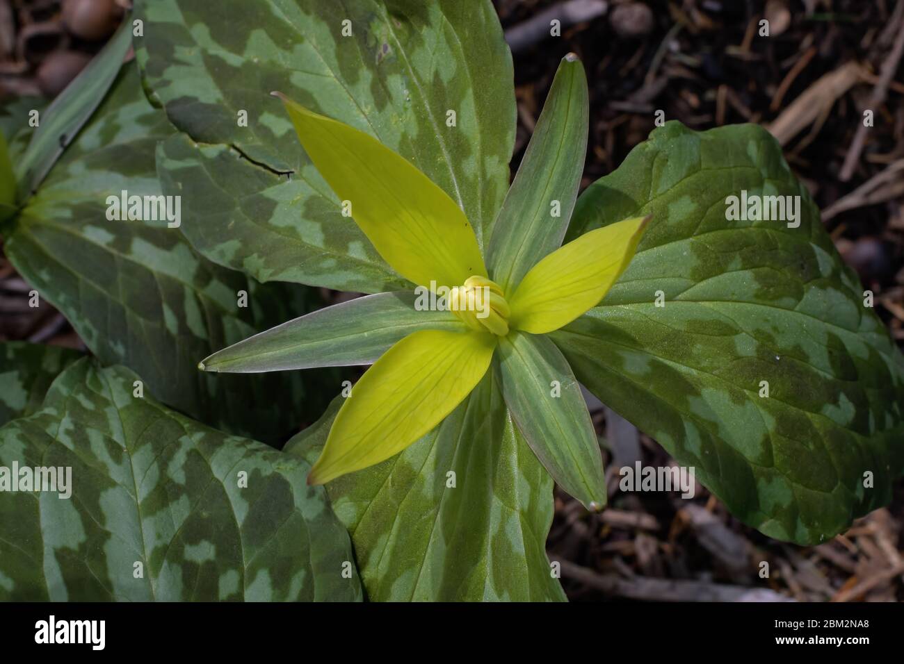 Trillium luteum or yellow trillium on an overcast day. Stock Photo