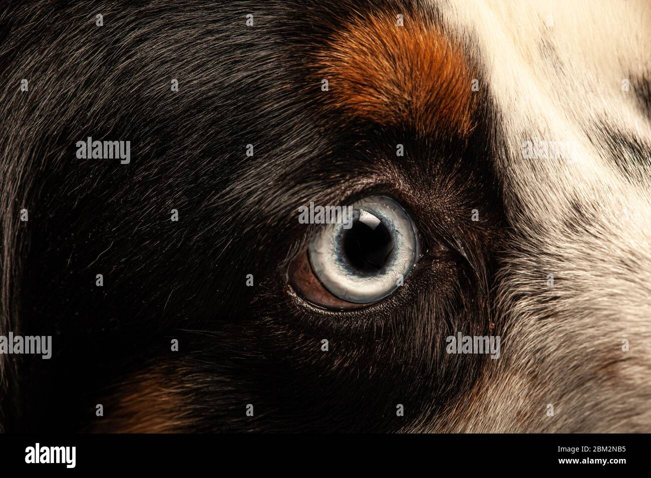 Close up of a dog's eye and pupil Stock Photo Alamy