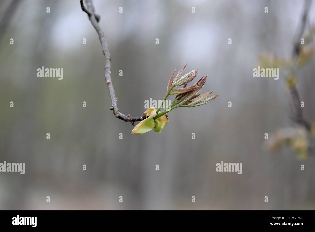 Isolated shagbark hickory bloom in spring Stock Photo Alamy