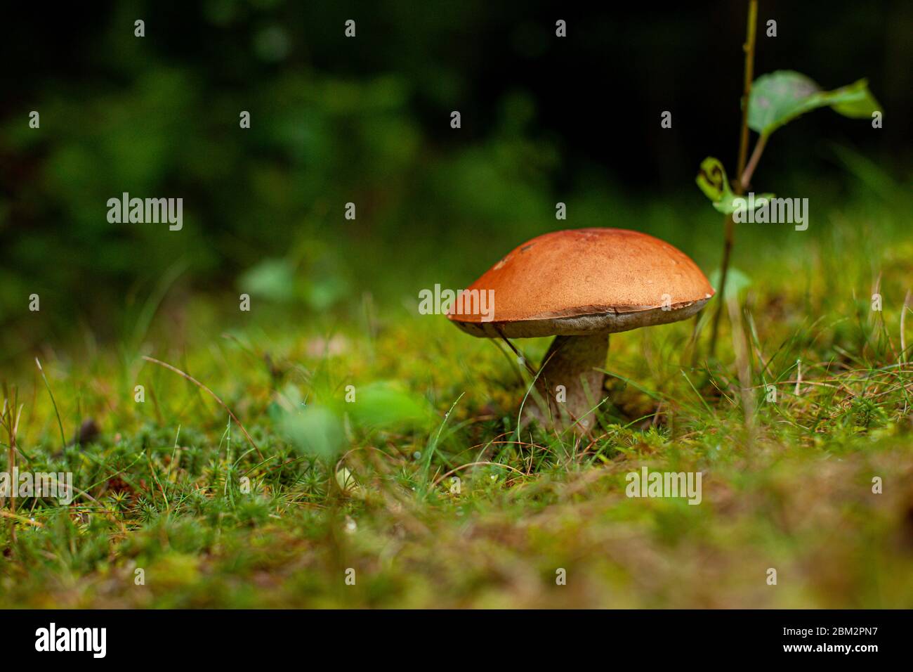 Wild mushroom on the mossy forest floor Stock Photo