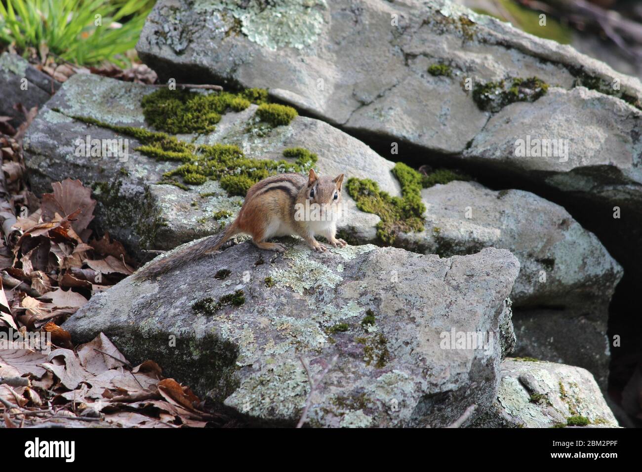 Chipmunk on rocks Stock Photo - Alamy