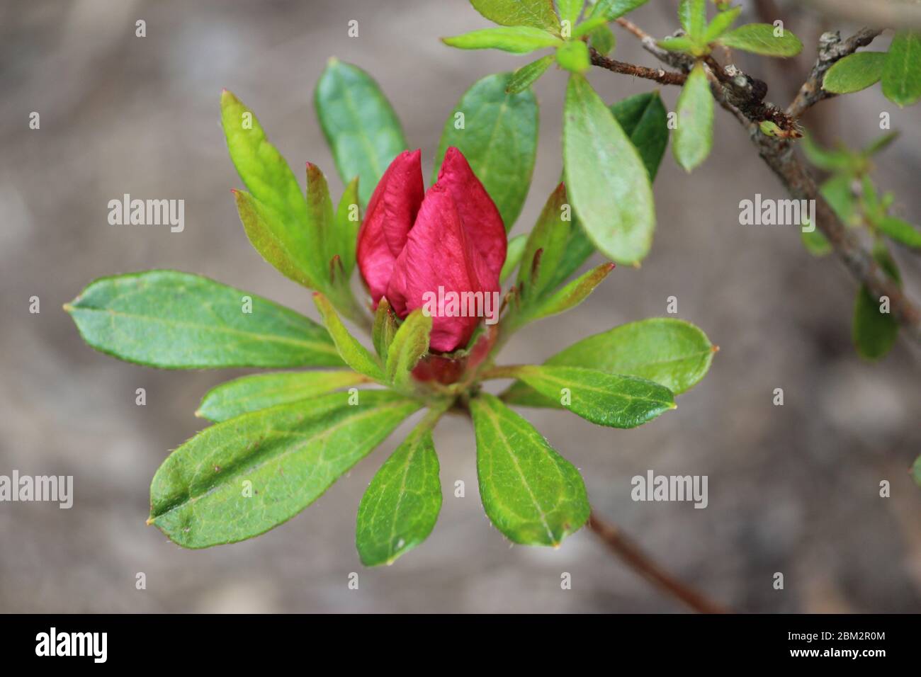 Individual red azalea bud Stock Photo Alamy