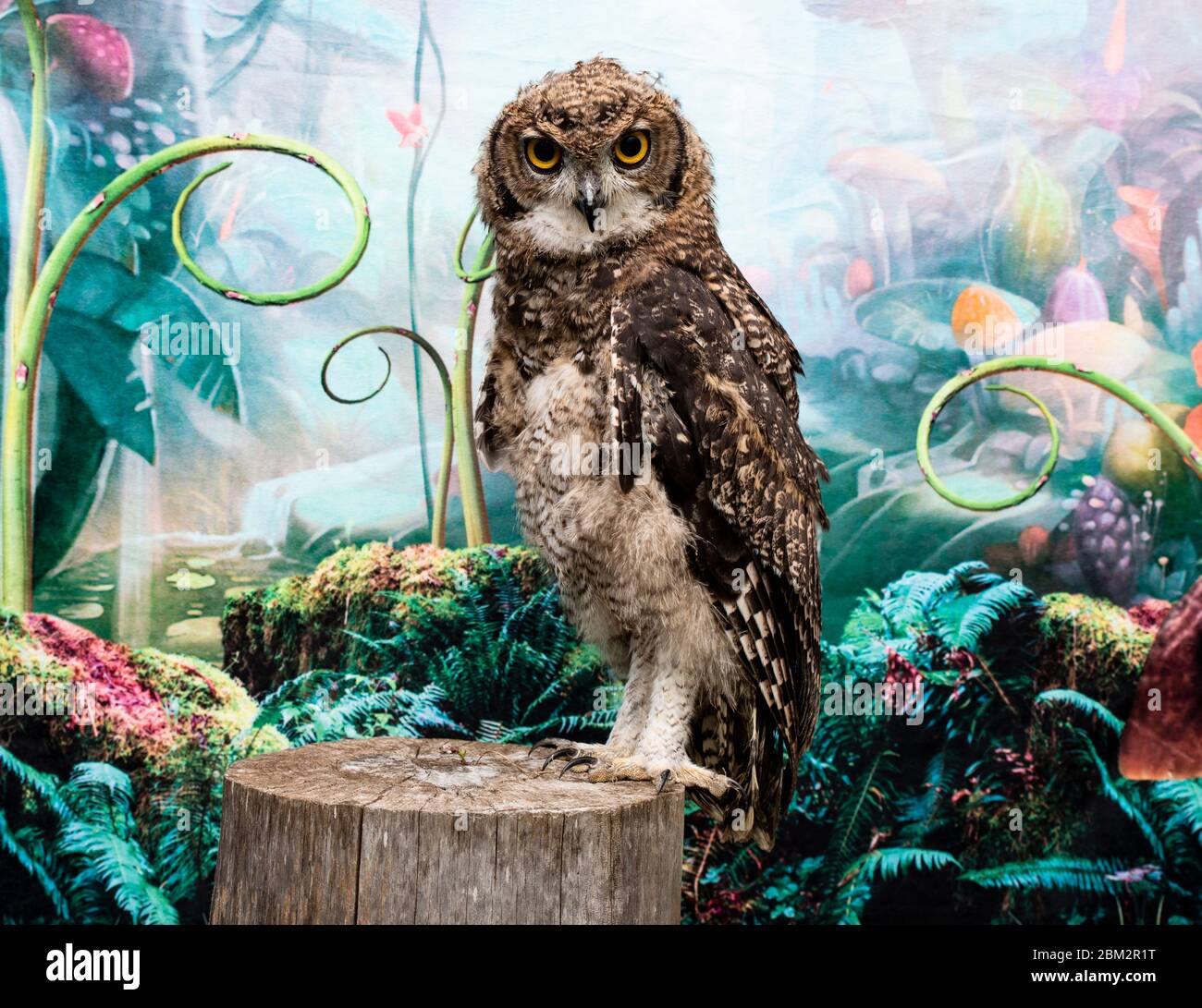 studio shooting on african owl look the camera stand up in the tree