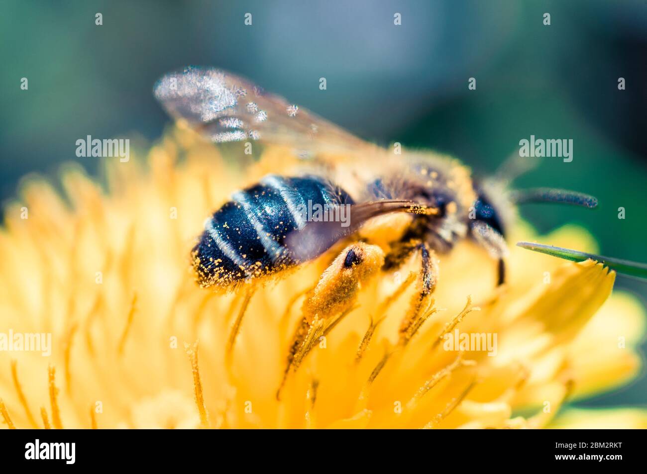 beautiful bee on a flower in yellow is very close Stock Photo