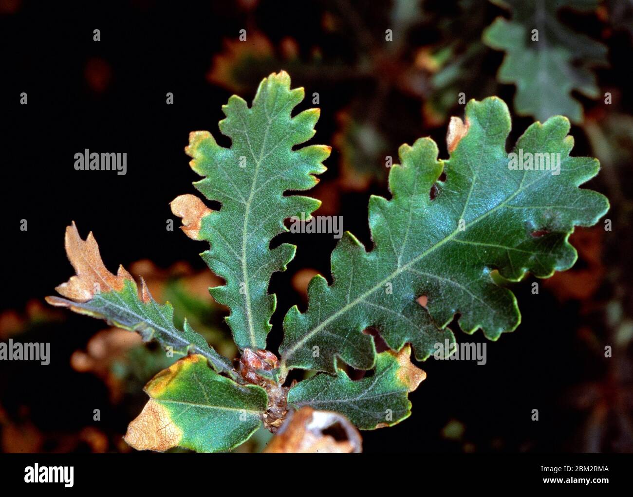 Oak tree leaves close up hi-res stock photography and images - Alamy