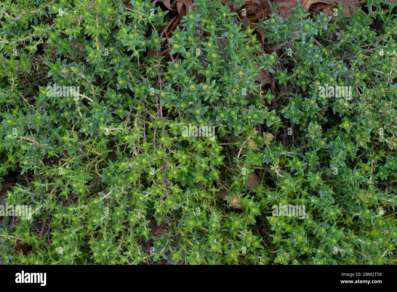 Thyme in the garden on a cloudy day. It is a member of the genus Thymus of aromatic perennial evergreen herbs in the mint family. Stock Photo