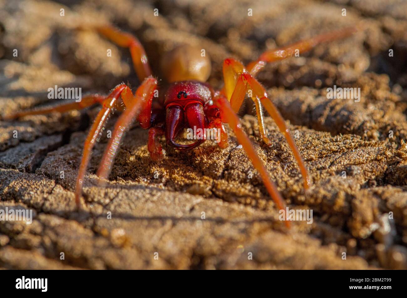 Woodlouse spider Stock Photo