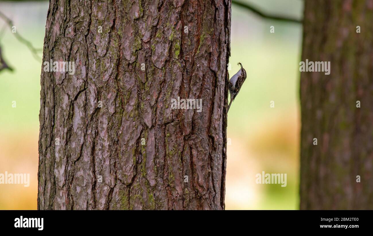 Treecreeper (Certhiidae) with a spider in its beak creeping up a pine tree, UK Stock Photo