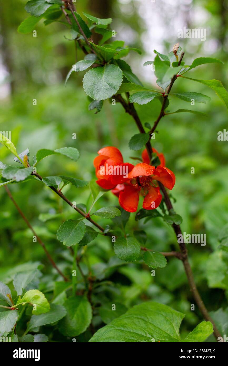 Early spring blooms Texas Scarlet Flowering Quince (Japanese chaenomeles) red flowers with raindrops on the petals. Blurred green background Stock Photo