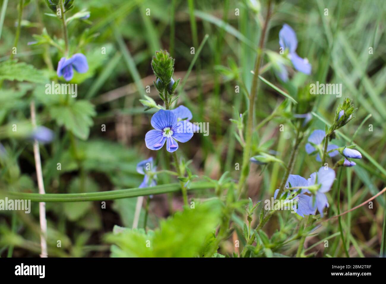 Little blue flowers in the spring forest. Veronica chamaedrys, the germander speedwell, bird's-eye speedwell, or cat's eyes medical plant Stock Photo