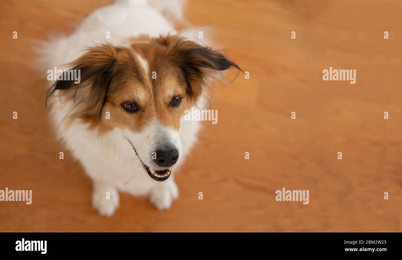 Cute greek shepherd dog head, white and brown color, wooden floor background. Friendly domestic pet, closeup view Stock Photo