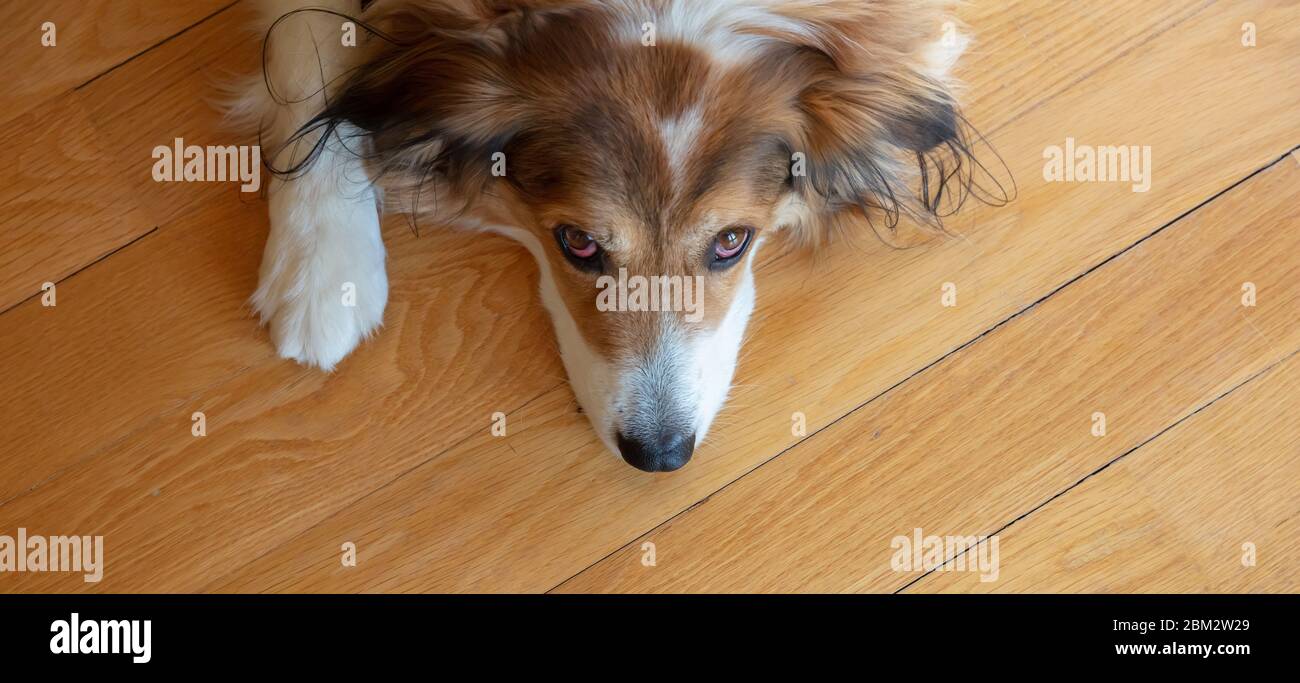 Cute greek shepherd dog looking at the camera, white and brown color, wooden floor background. Friendly domestic pet, closeup view Stock Photo
