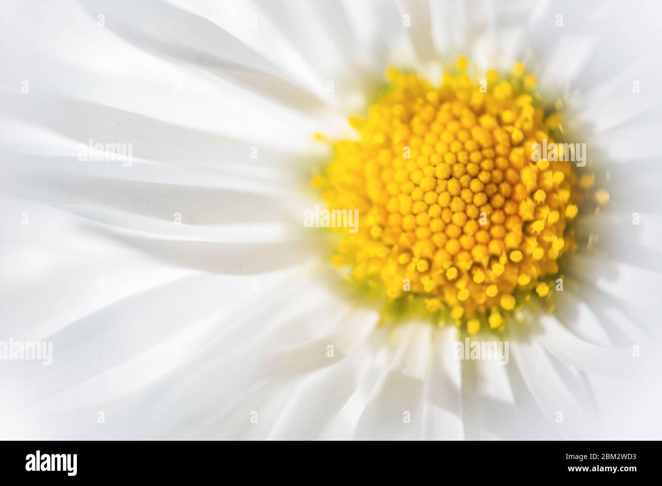 Defocused white big daisy flower, daisy flowers close-up, yellow middle white petals, abstract blurred  floral background Stock Photo