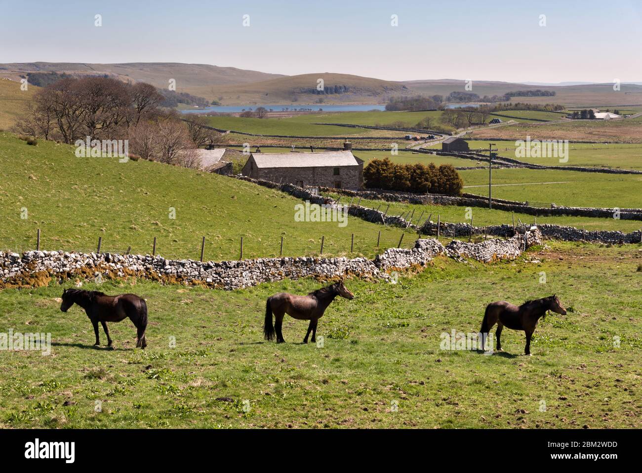 On a sunny Spring day, horses graze above Capon Hall, with the waters of Malham Tarn seen in the background. Yorkshire Dales National Park, UK Stock Photo